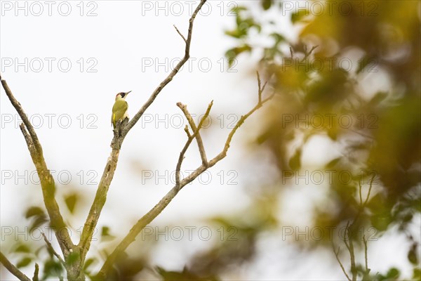 European green woodpecker