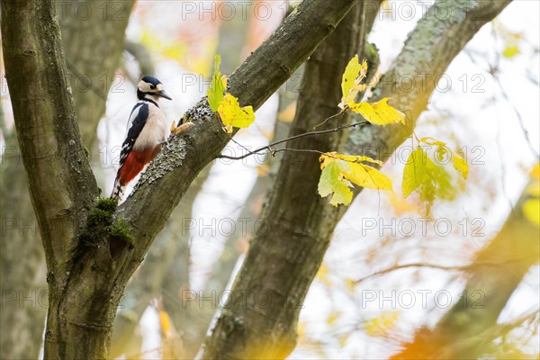 Great spotted woodpecker