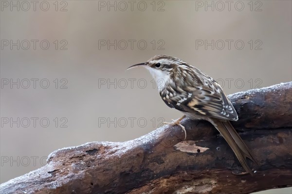 Eurasian treecreeper