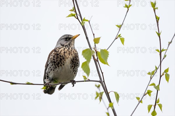 Mistle thrush