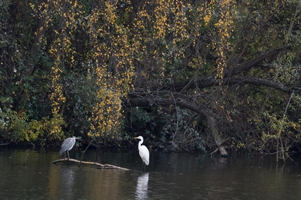 Grey heron