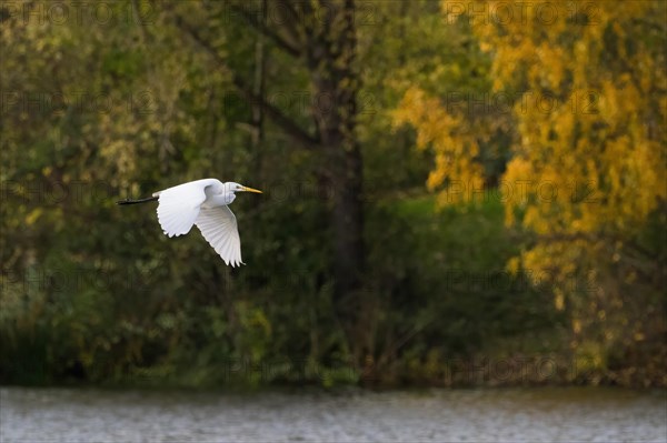 Great egret