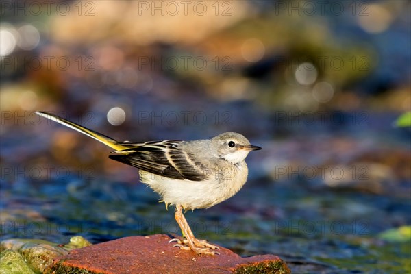 Grey wagtail