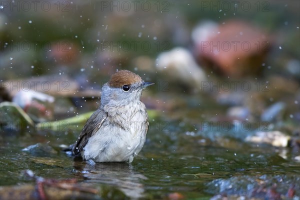 Blackcap