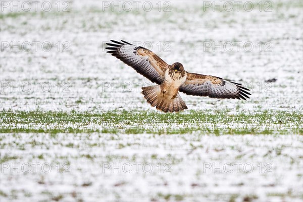 Steppe buzzard