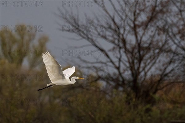 Great egret