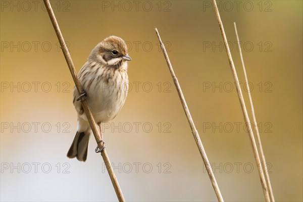 Reed bunting