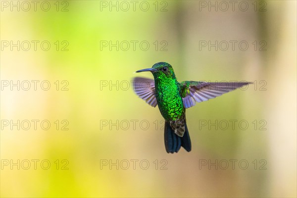 Green hummingbird