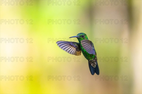 Green hummingbird