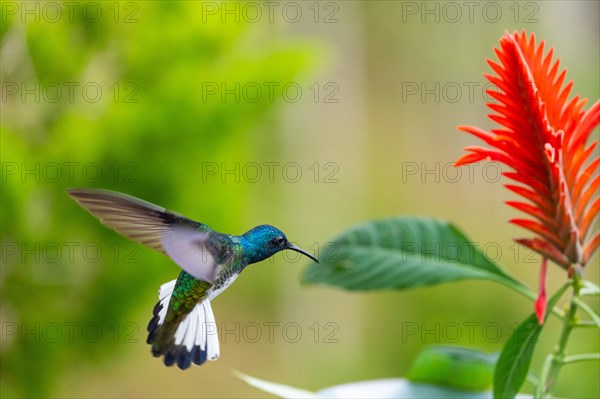 Flying White-naped Hummingbird