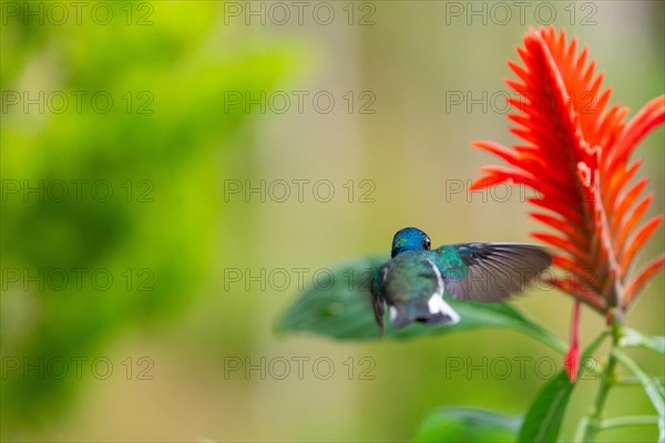 Flying White-naped Hummingbird