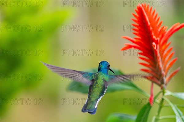 Flying White-naped Hummingbird