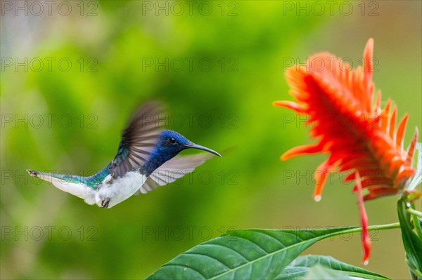 Flying White-naped Hummingbird