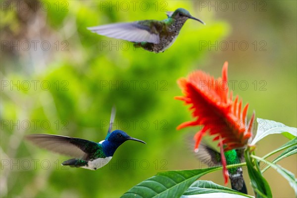 Flying White-naped Hummingbird