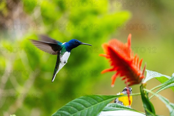 Flying White-naped Hummingbird