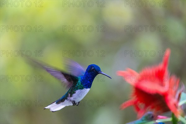 Flying White-naped Hummingbird