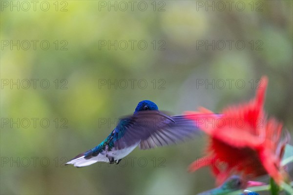 Flying White-naped Hummingbird