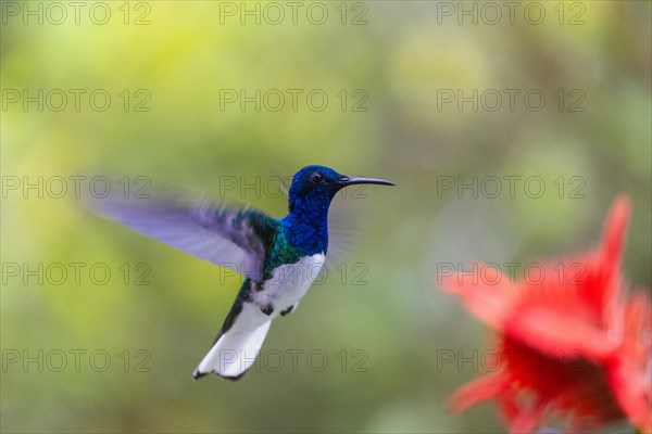 Flying White-naped Hummingbird