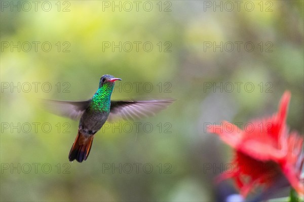 Brown-tailed Amazon