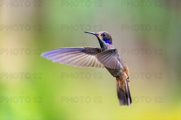 Brown violetear