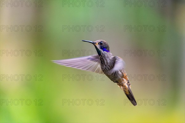 Brown violetear