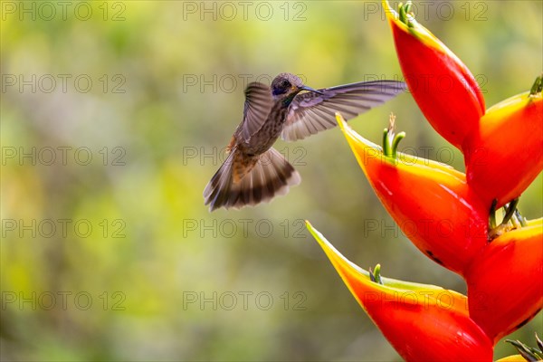 Brown violetear