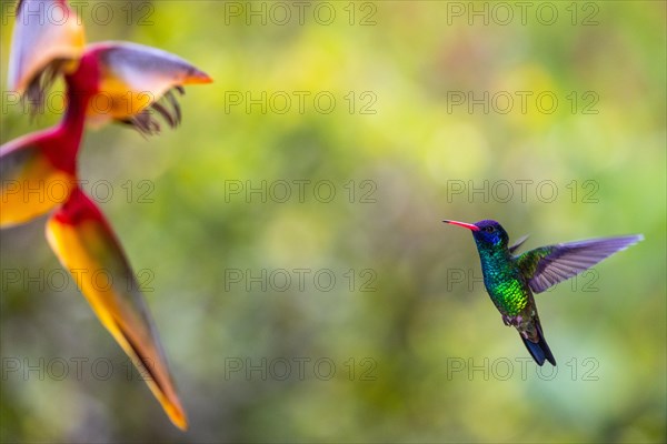 Flying Green Hummingbird