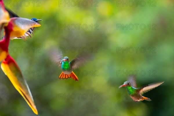 Flying Green Hummingbird