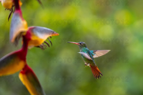 Flying Green Hummingbird