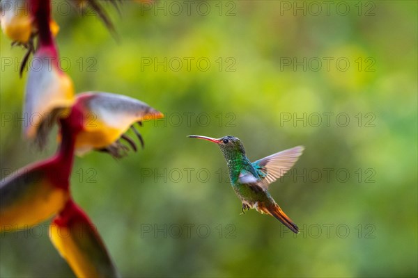 Flying Green Hummingbird