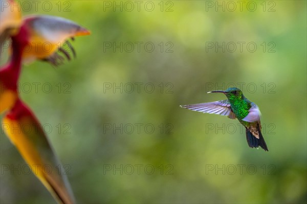 Flying Green Hummingbird