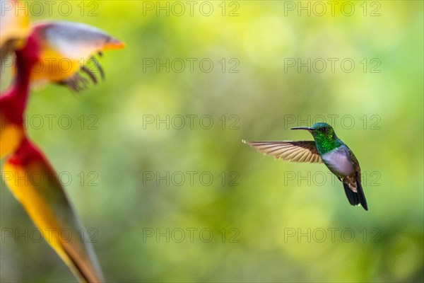 Flying Green Hummingbird