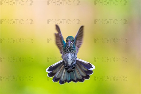 White-naped Hummingbird