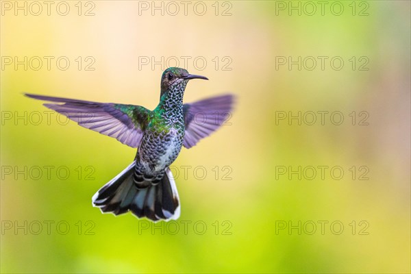 White-naped Hummingbird