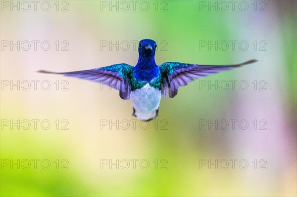 White-naped Hummingbird