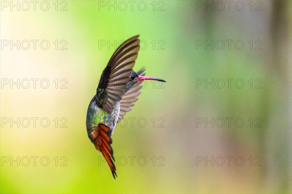 Brown-tailed Amazon