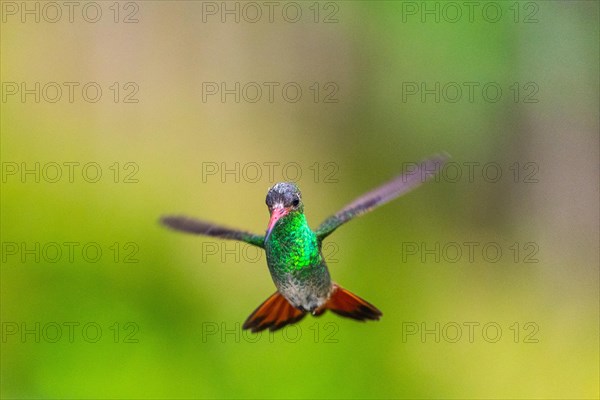 Brown-tailed Amazon