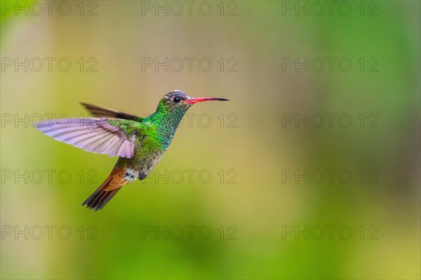 Brown-tailed Amazon