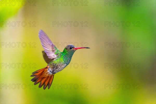 Brown-tailed Amazon