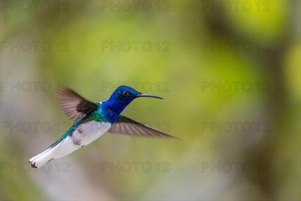 White-naped Hummingbird