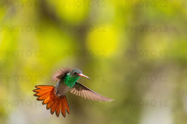 Brown-tailed Amazon