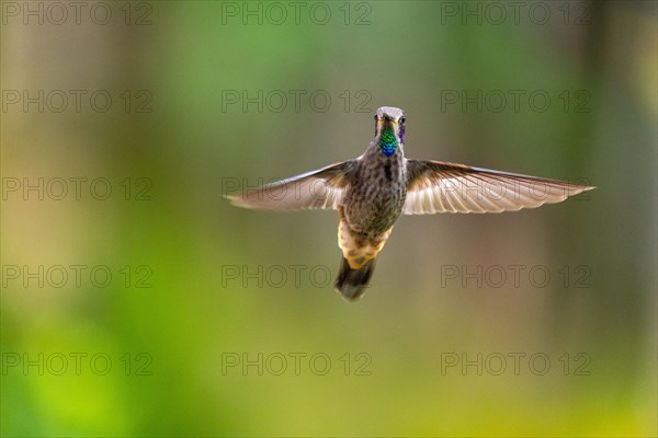 Brown violetear