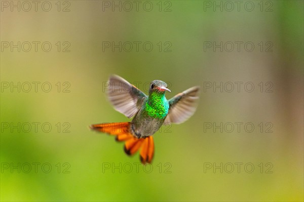 Brown-tailed Amazon