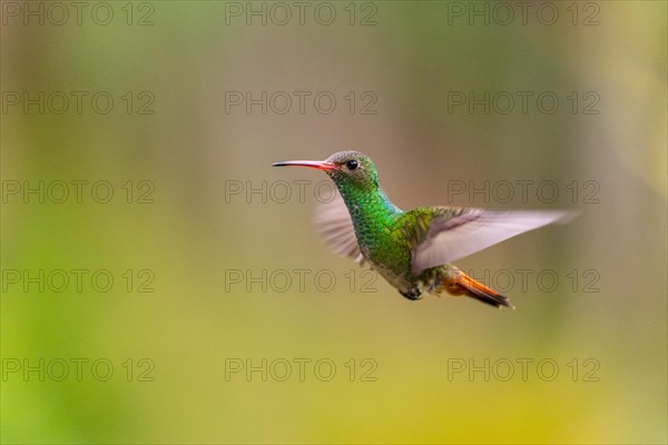 Brown-tailed Amazon