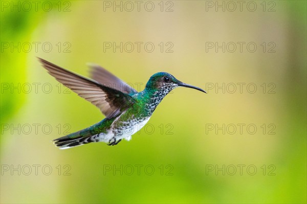 White-naped Hummingbird