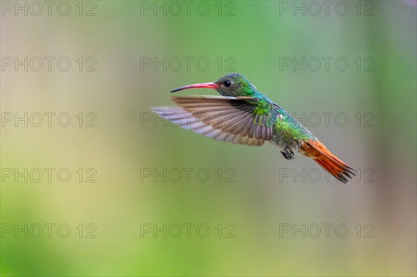 Brown-tailed Amazon