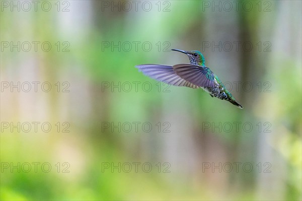 White-naped Hummingbird