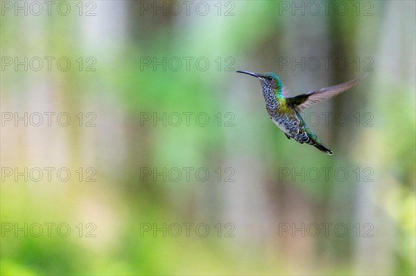 White-naped Hummingbird