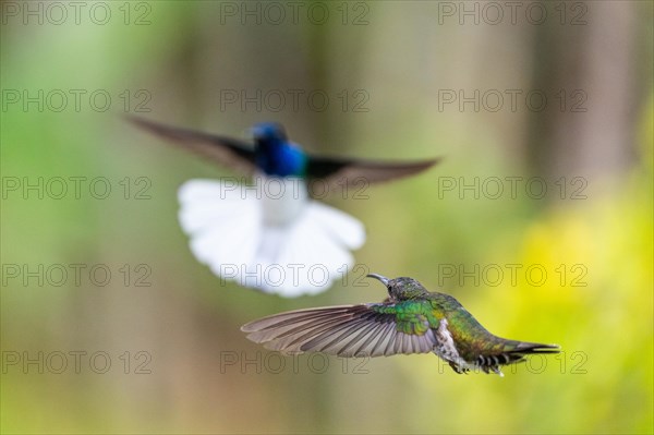 White-naped Hummingbird