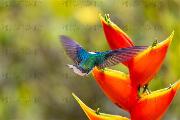 White-naped Hummingbird